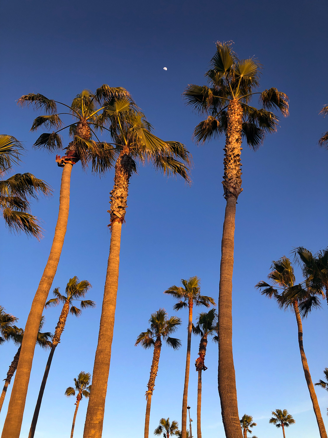 palm trees in cali