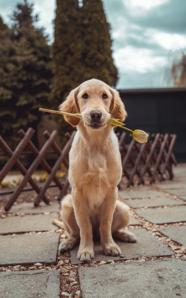 dog holding yellow rose